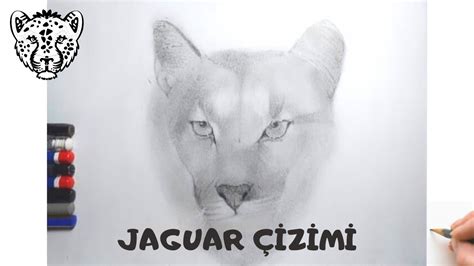 Jaguar cizimi